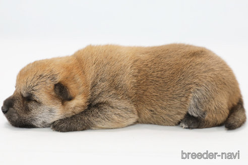 成約済の神奈川県の柴犬-351654の3枚目